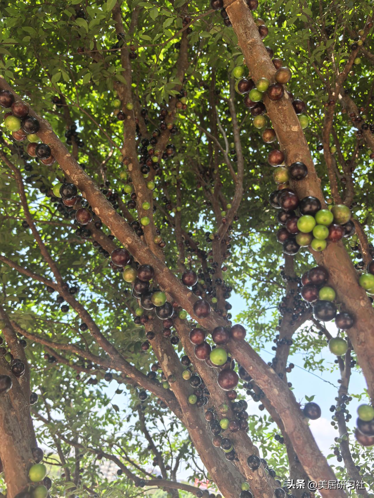 朋友家的嘉宝果树就快丰收了！密密麻麻长了很多果子，真是羡慕！
因为市面上很少有嘉