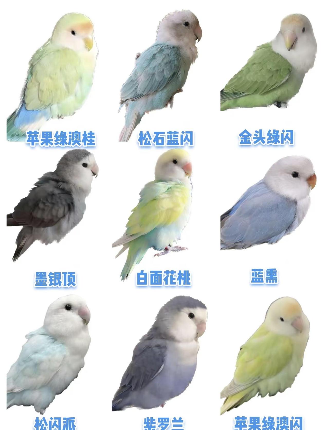 鹦鹉怎么养【牡丹鹦鹉】✨9款高颜值牡丹鹦鹉花色｜新手养鸟速看软乎乎的牡丹鹦鹉颜值