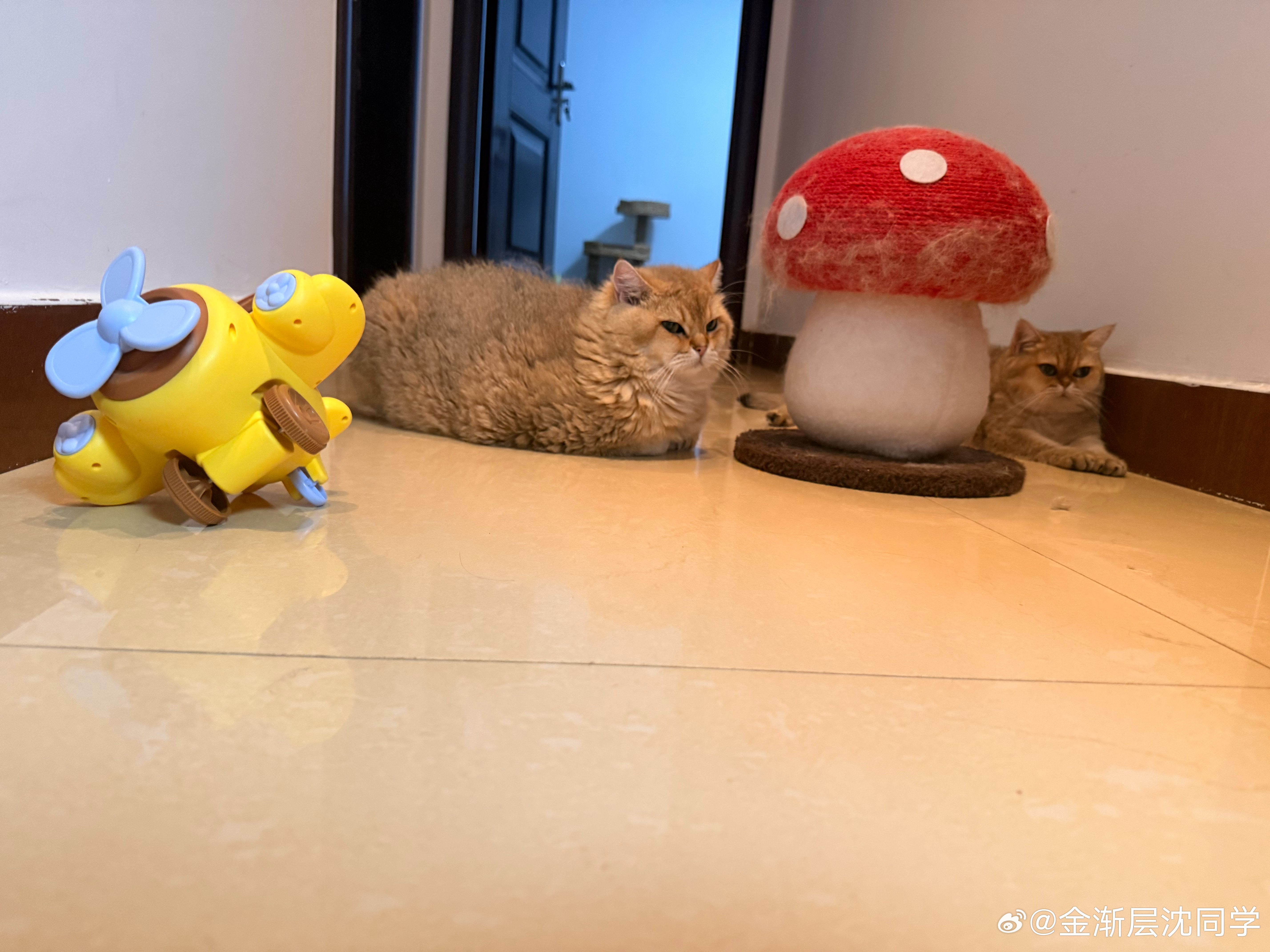鸡腿猫把玩具衬托小了萌宠猫咪