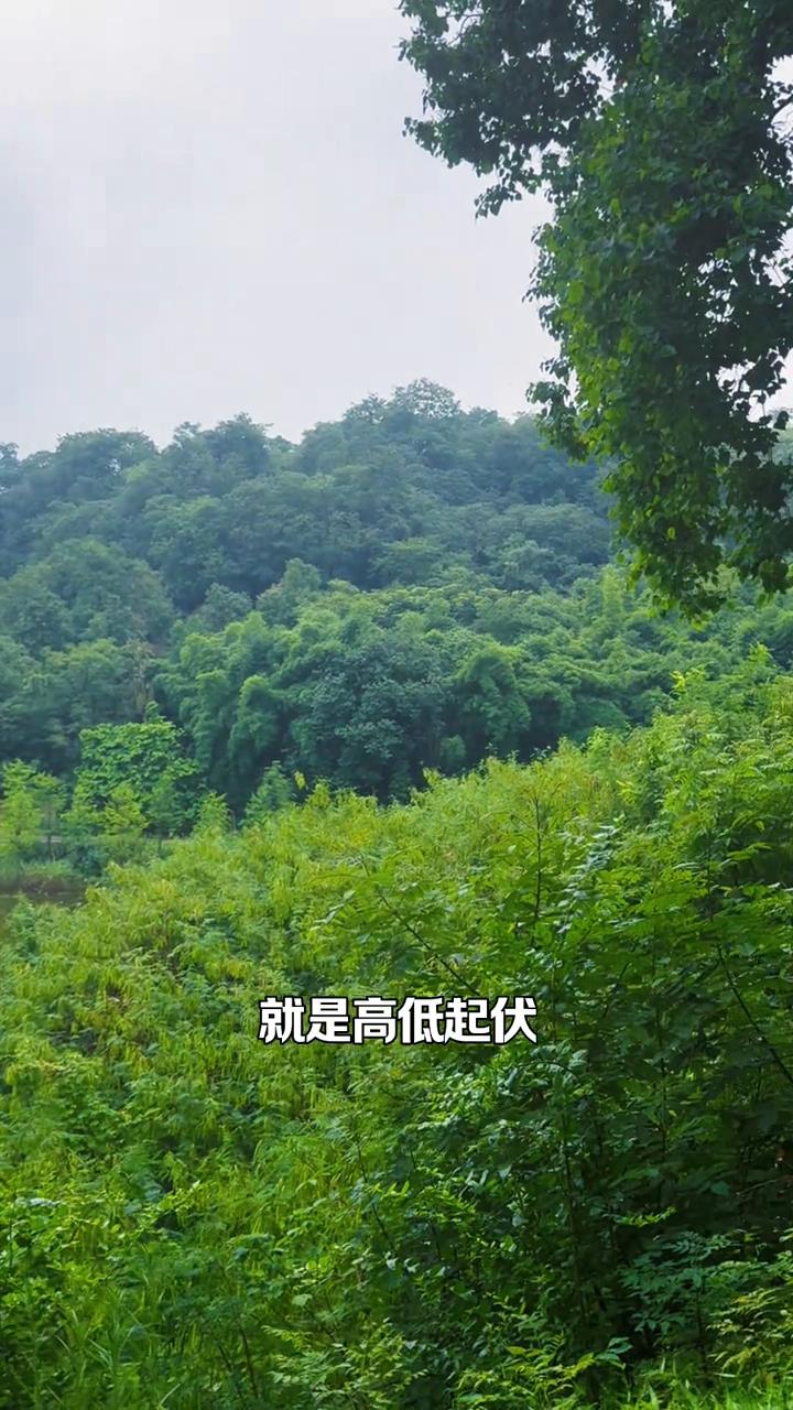重庆主城唯一的森林氧吧。
这才是整个重庆主城的森林氧吧，四面环山，整个公园的体量