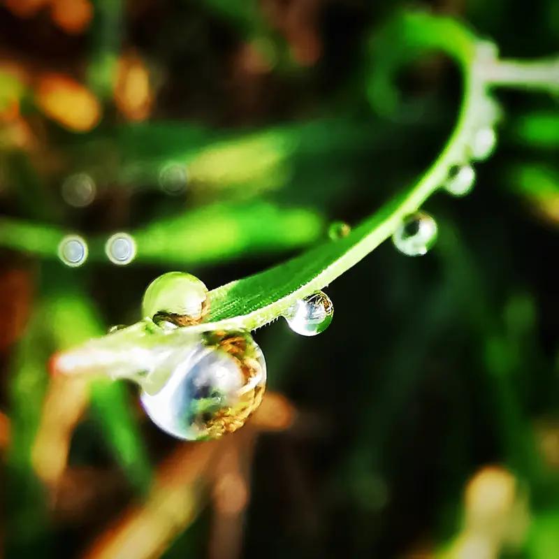 白露节气的白字怎么来的？
       以前我盯着草叶上透亮的露珠直犯嘀咕，明明