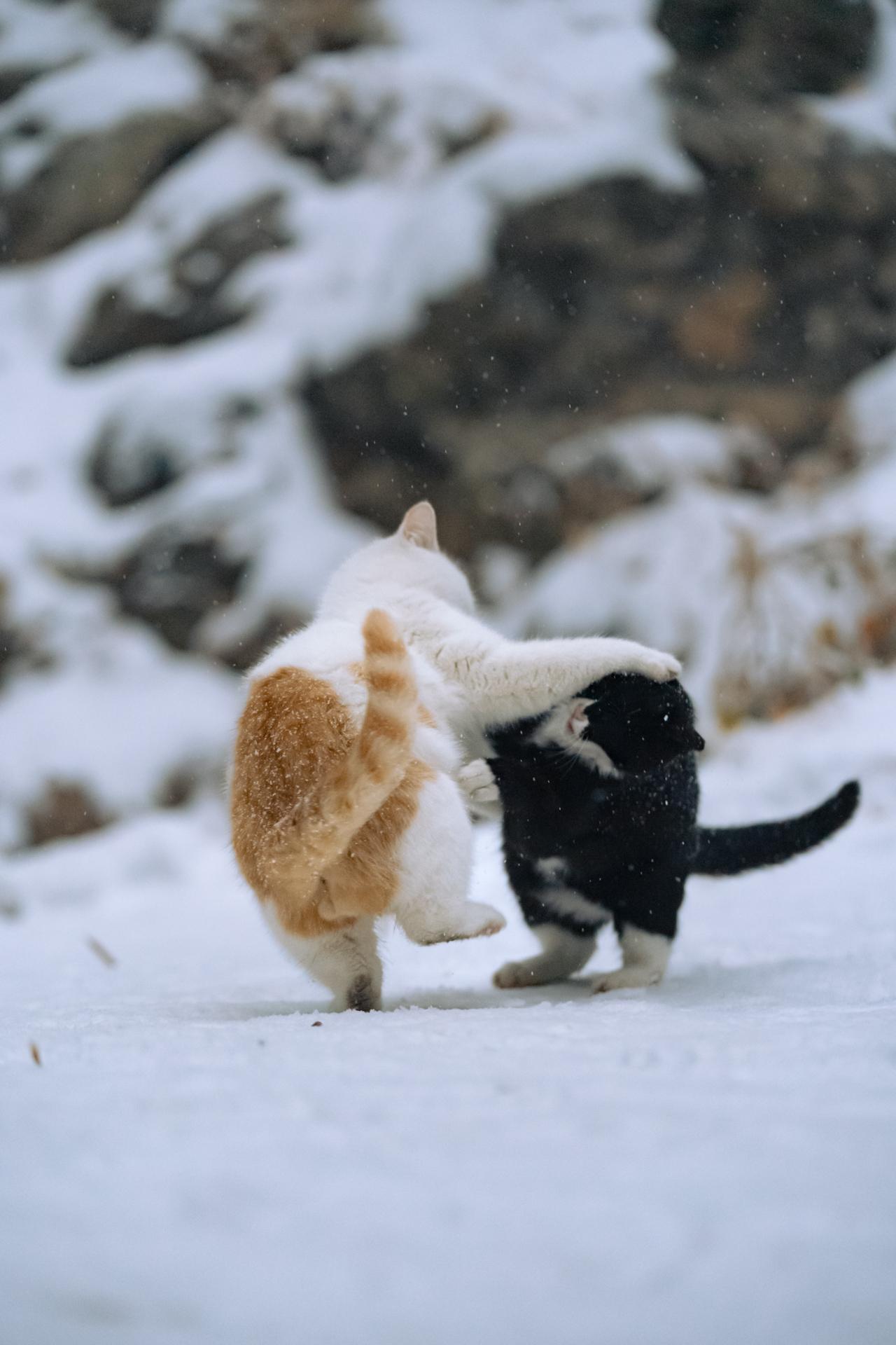 北京御园雪地上，猫猫打得难解难分。北京又下雪了，应景发一组之前在御园拍...