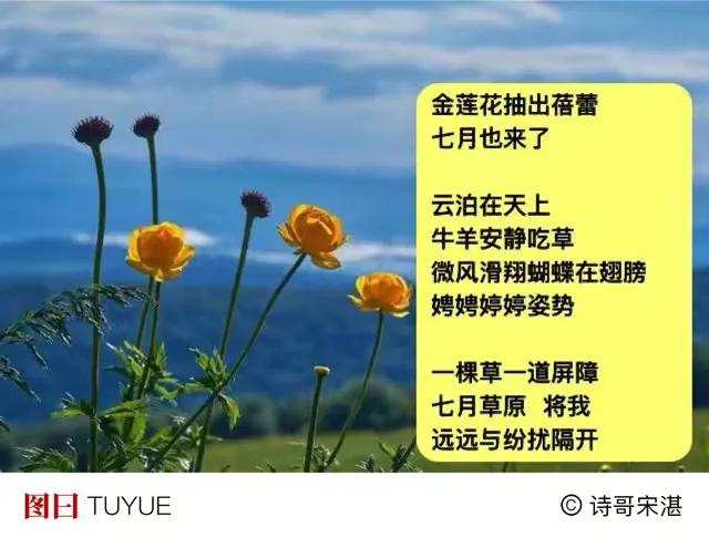 举着金莲花占据草原
七月 在我心中
你是个信仰
．
风里  摇曳身姿
雨中不打伞