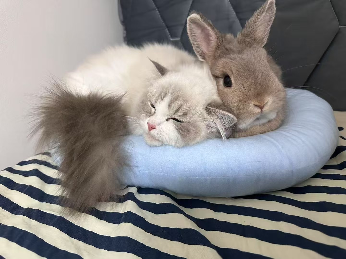 咪咪和🐰酱也是好朋友[偷笑]（家长）兔兔好可爱 ​​​