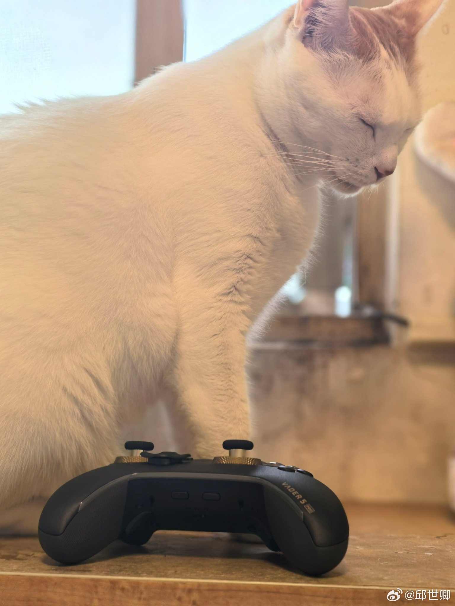 硬要陪我寫文章，明明就很想睡。 