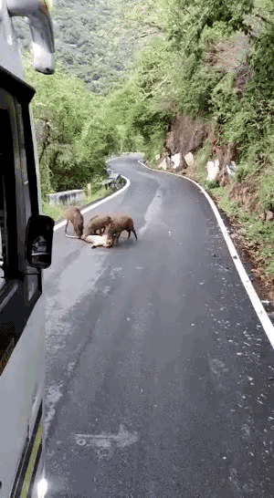 老天呐，才知道野猪也那么凶残！