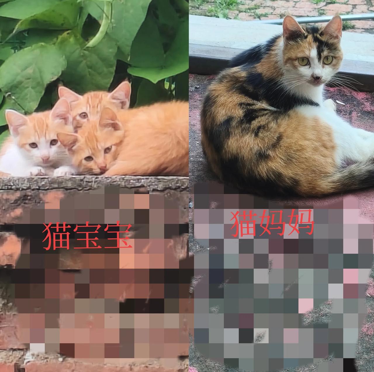家人们谁懂啊！
         今天看到三只小黄猫，那小眼神一和我对上，我的眼