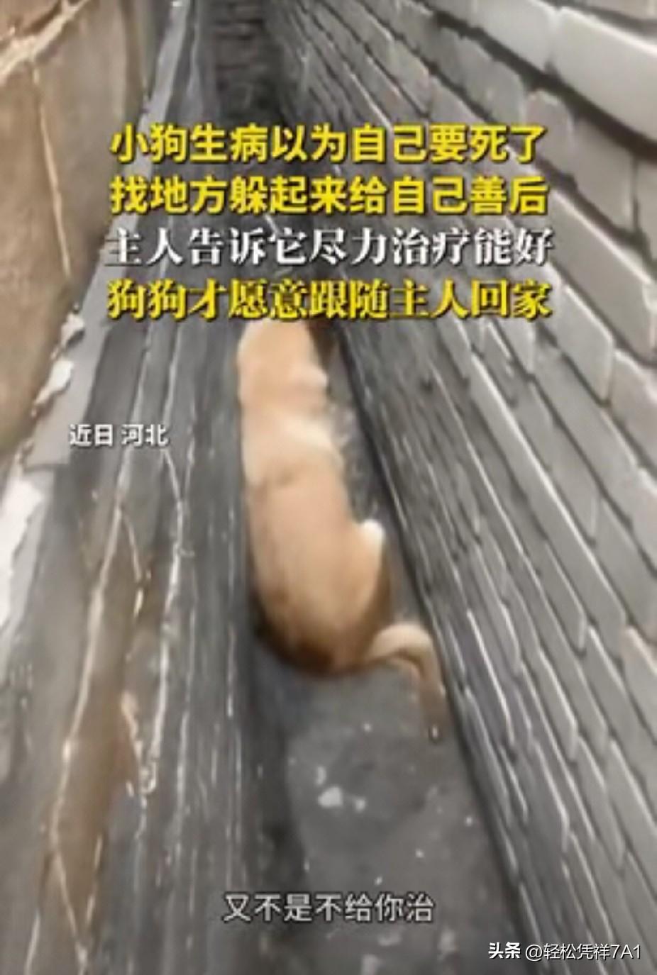 太有灵性了！河北，狗狗生病以为自己就快死了，便悄悄找了个地方躲起来等待生命结束，