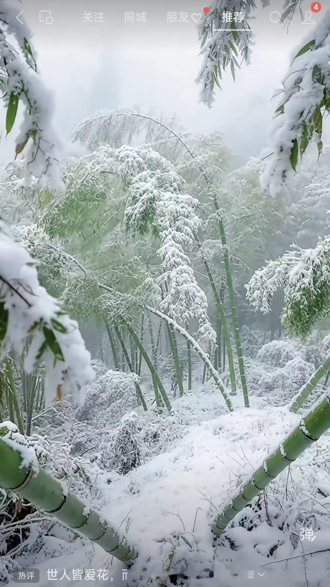天净沙·大寒劲竹
大寒雪覆修篁，
净涤林内尘霜。
冷眼西风傲仰。
立姿坚壮，
雪