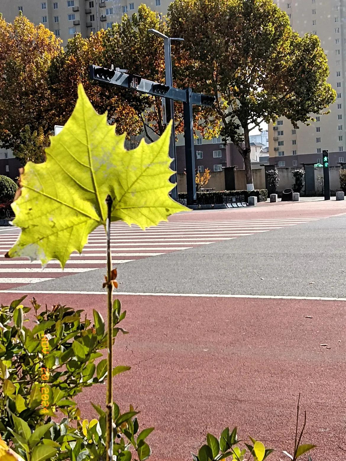 刚才出去走走，天晴了看见末秋的风景很美，随手一拍美景不容错过，大自然的礼物记录秋