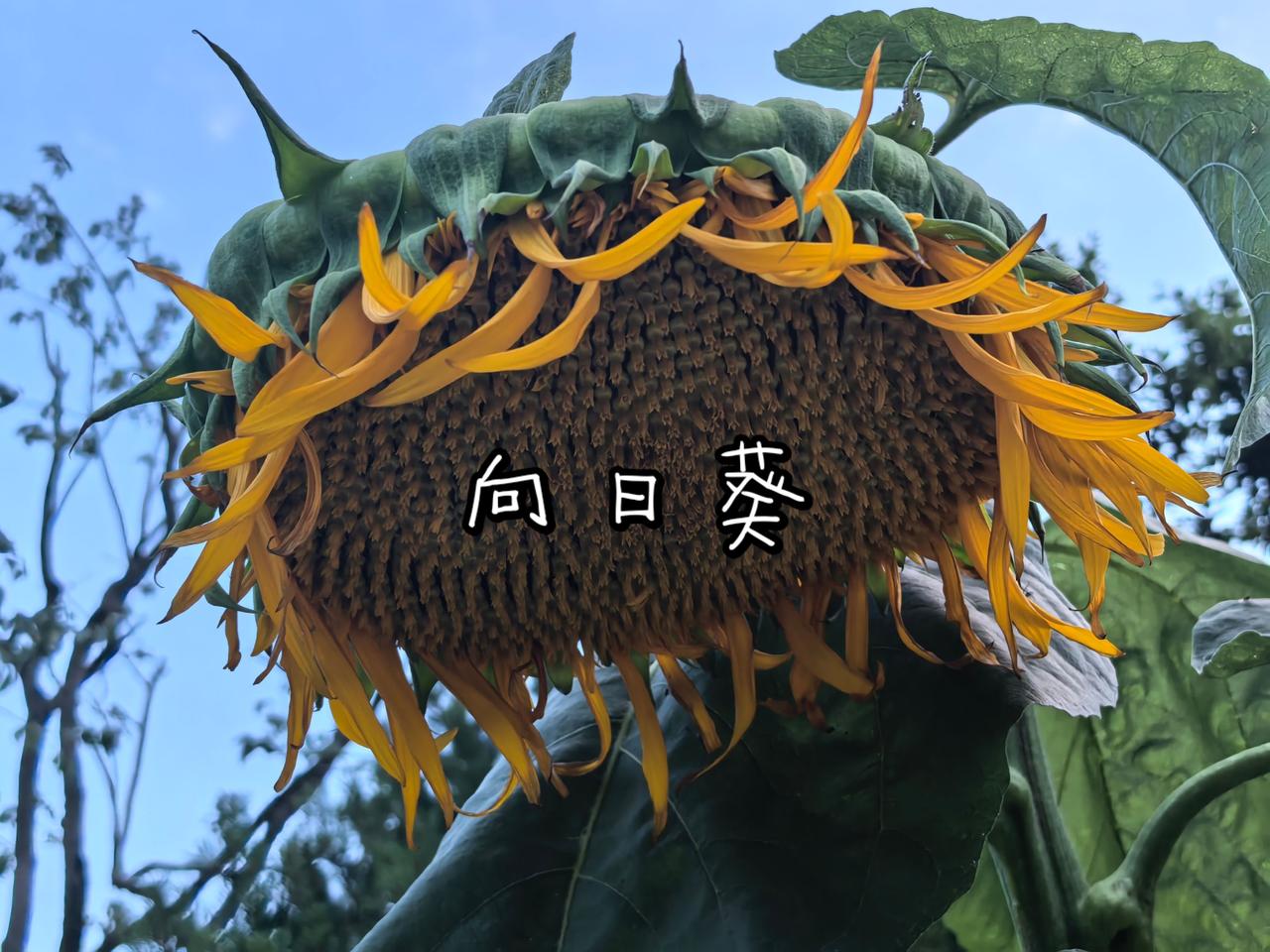 向日葵