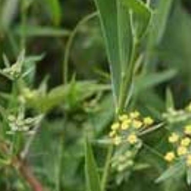 ？北柴胡（主流小药材，旱地、坡地、花盆都能种植）完整种植方法1. 生长环境喜向阳