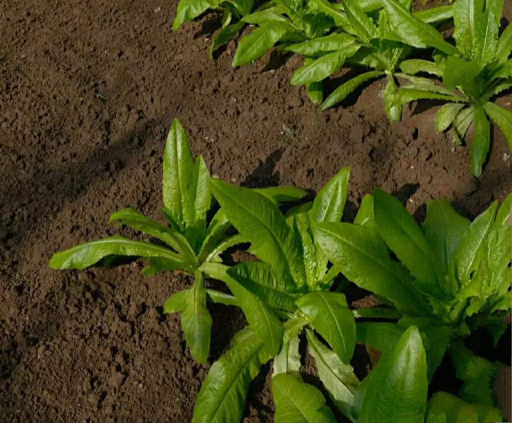 天啦！他是怎么做到菜地里连一根草也没有的？又是怎么做到土质这么疏松肥沃的？

看