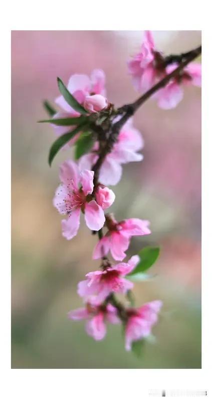 下联，几枝桃花醉画魂！[烟花]