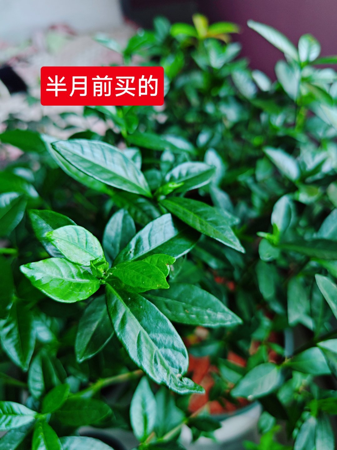 在一家买的小叶栀子花，还是在我家养的好。[爱慕] ​​​