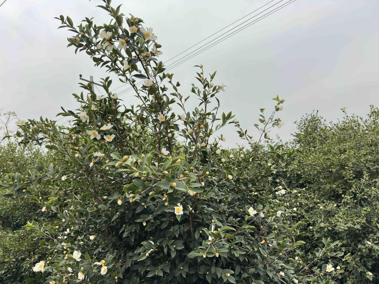 单价高达¥70至¥80一斤的山茶油，
就是来自这神奇的油茶树。

霜降时节刚刚摘