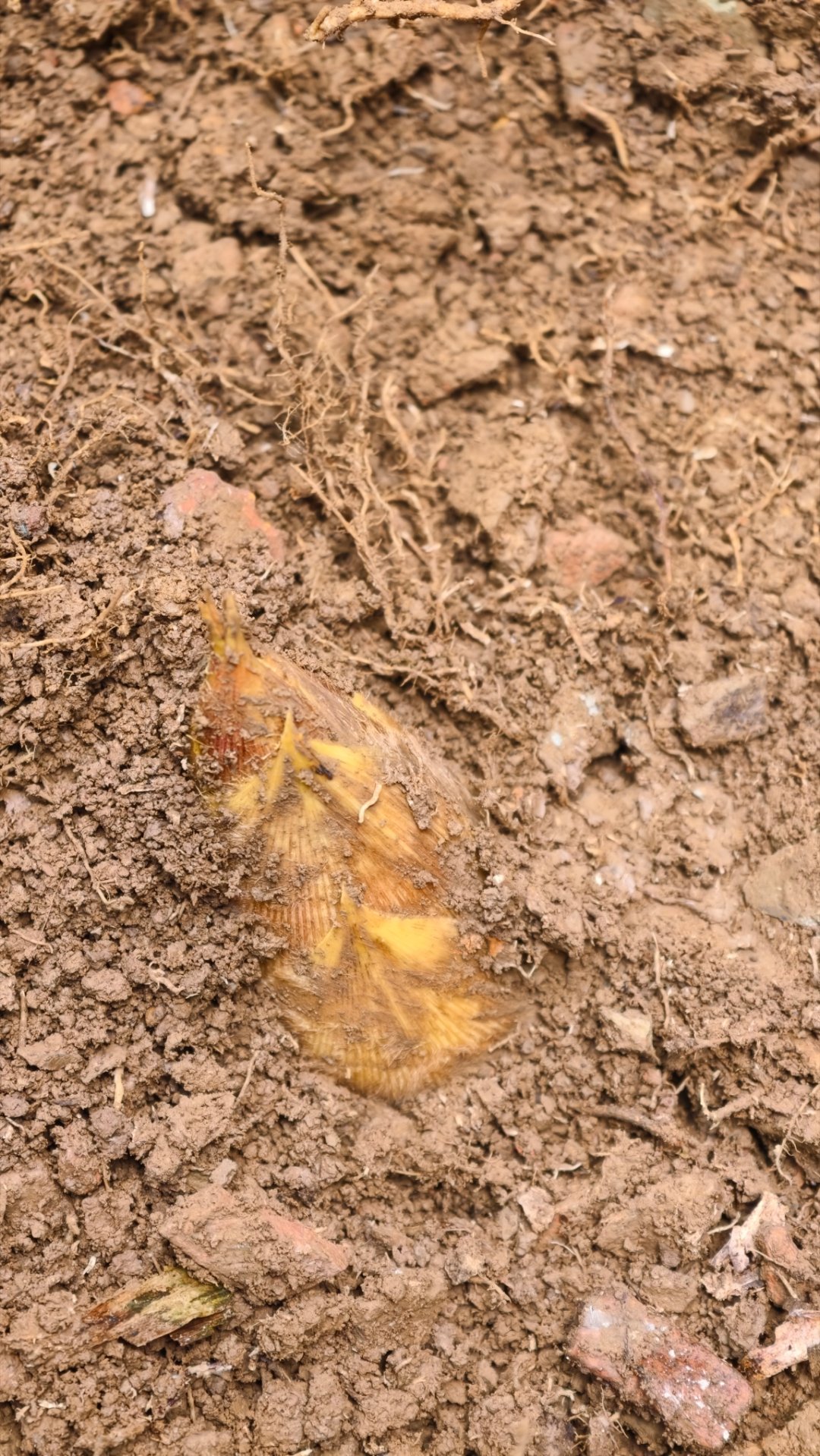 冬笋再不挖，春笋就顶出来了。春天来了春节