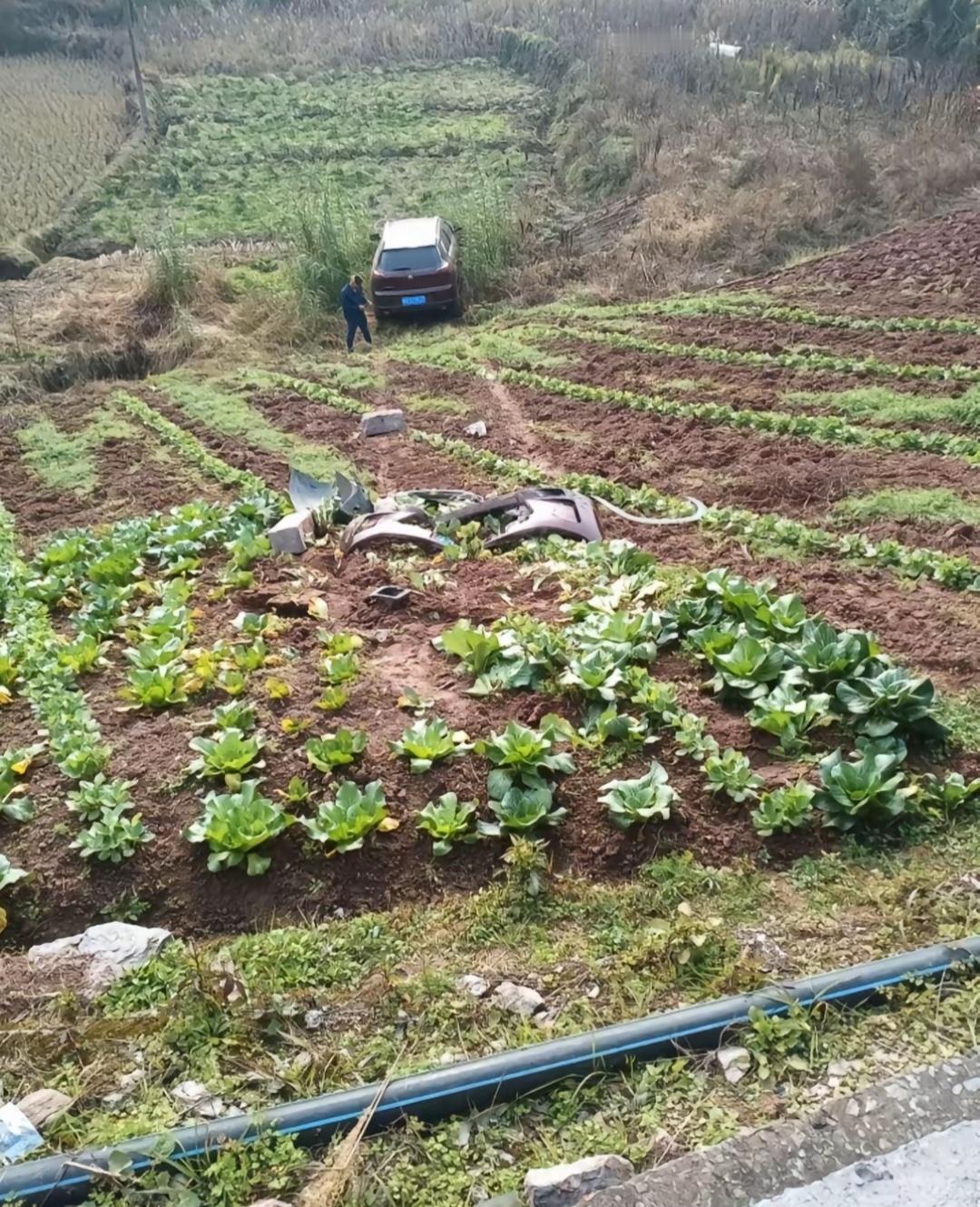 一年两箱油司机已经抵达菜地…… 