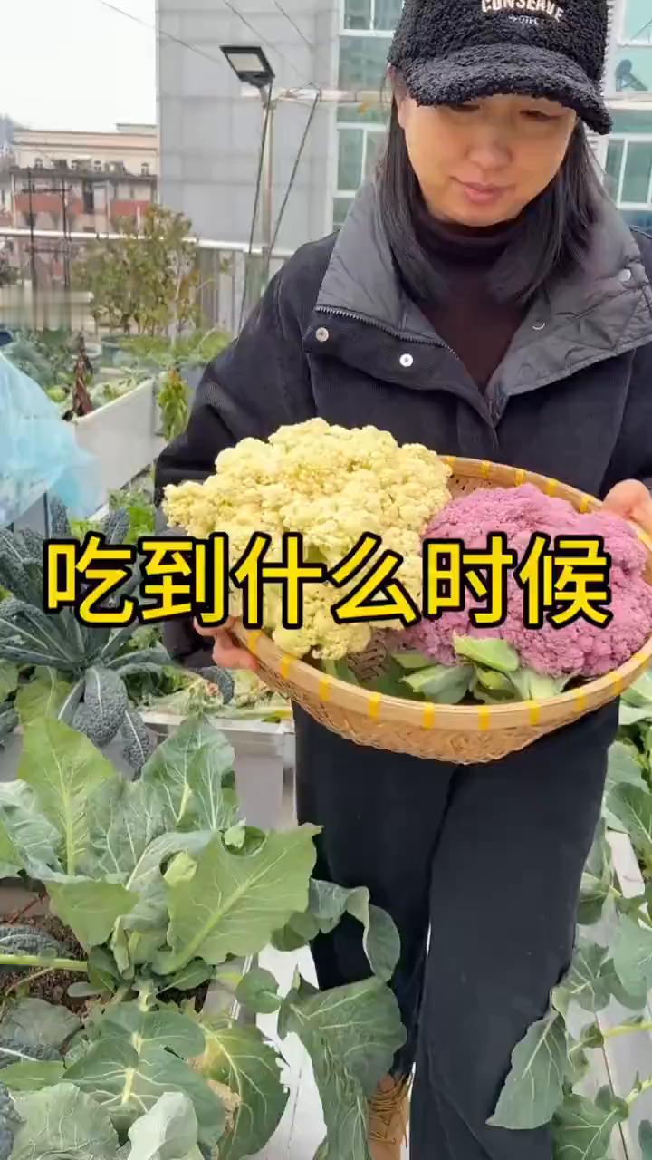 吃到什么时候？
今天不知道哪根筋搭错了，种了这么多花菜，一个冬天就跟花菜干上了吃