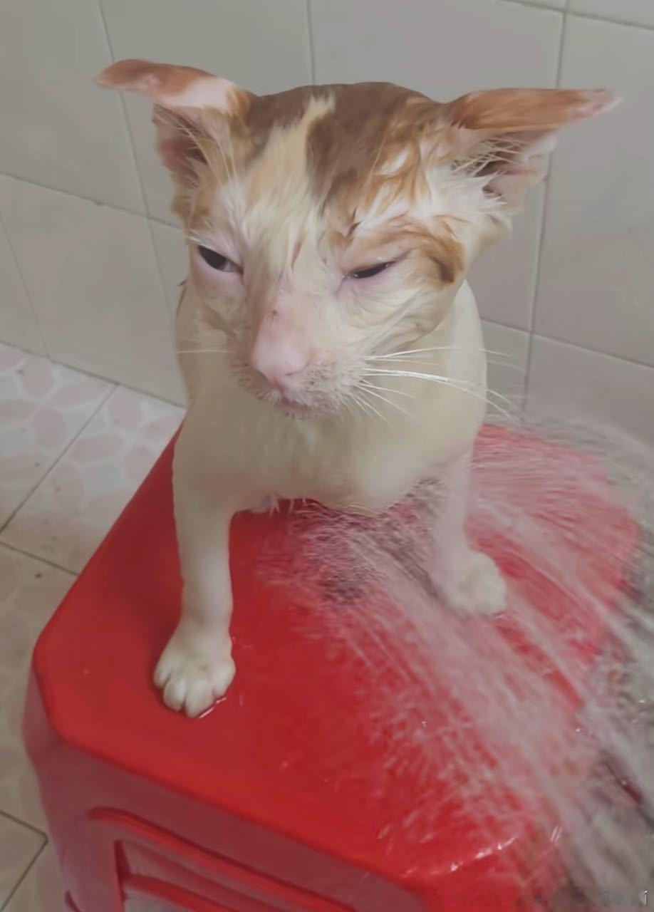 49145【丑猫】小丽小丽 