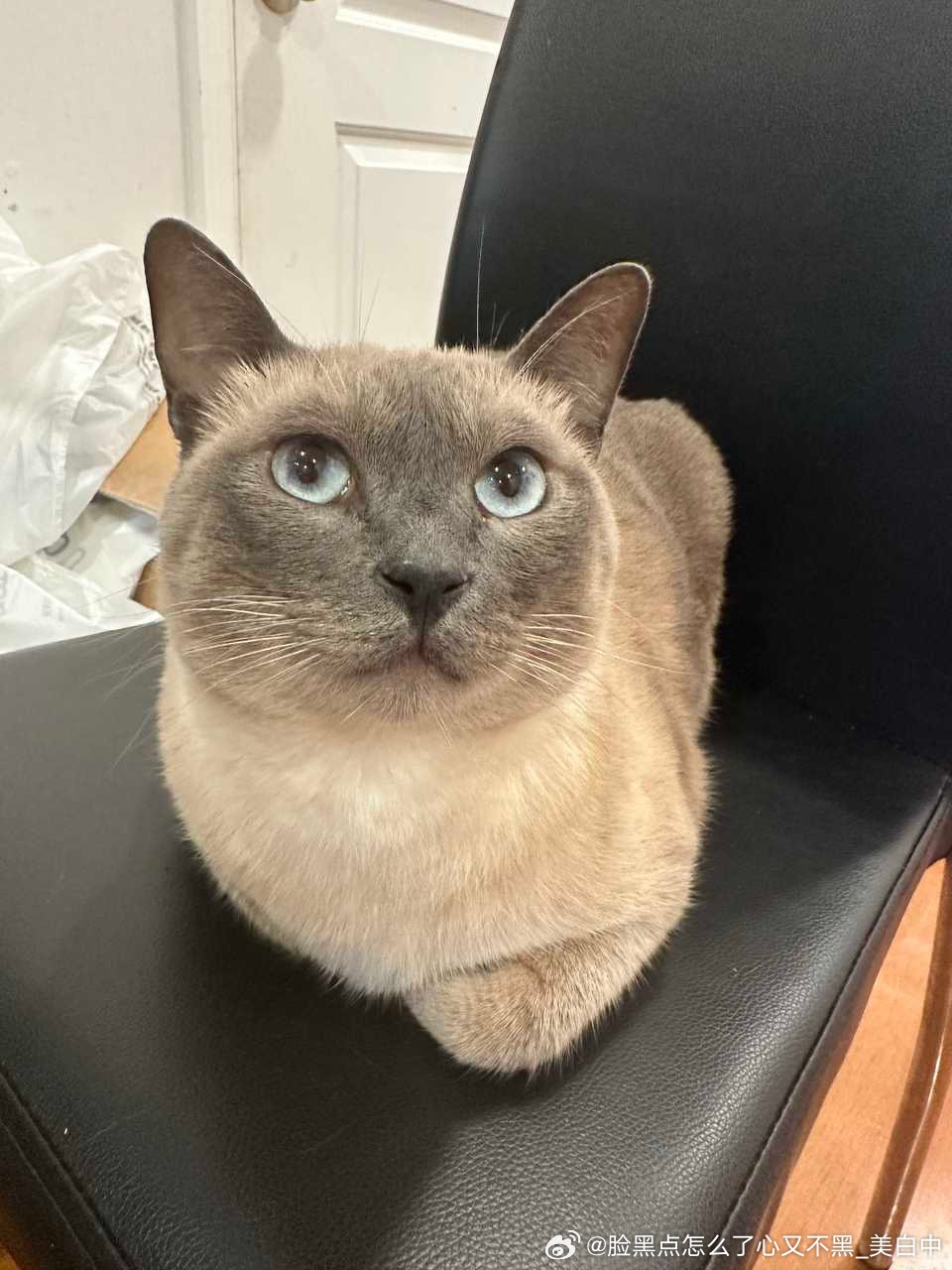 4143只黑脸这只小猪今天五岁了可以祝他生日快乐吗 ​​​