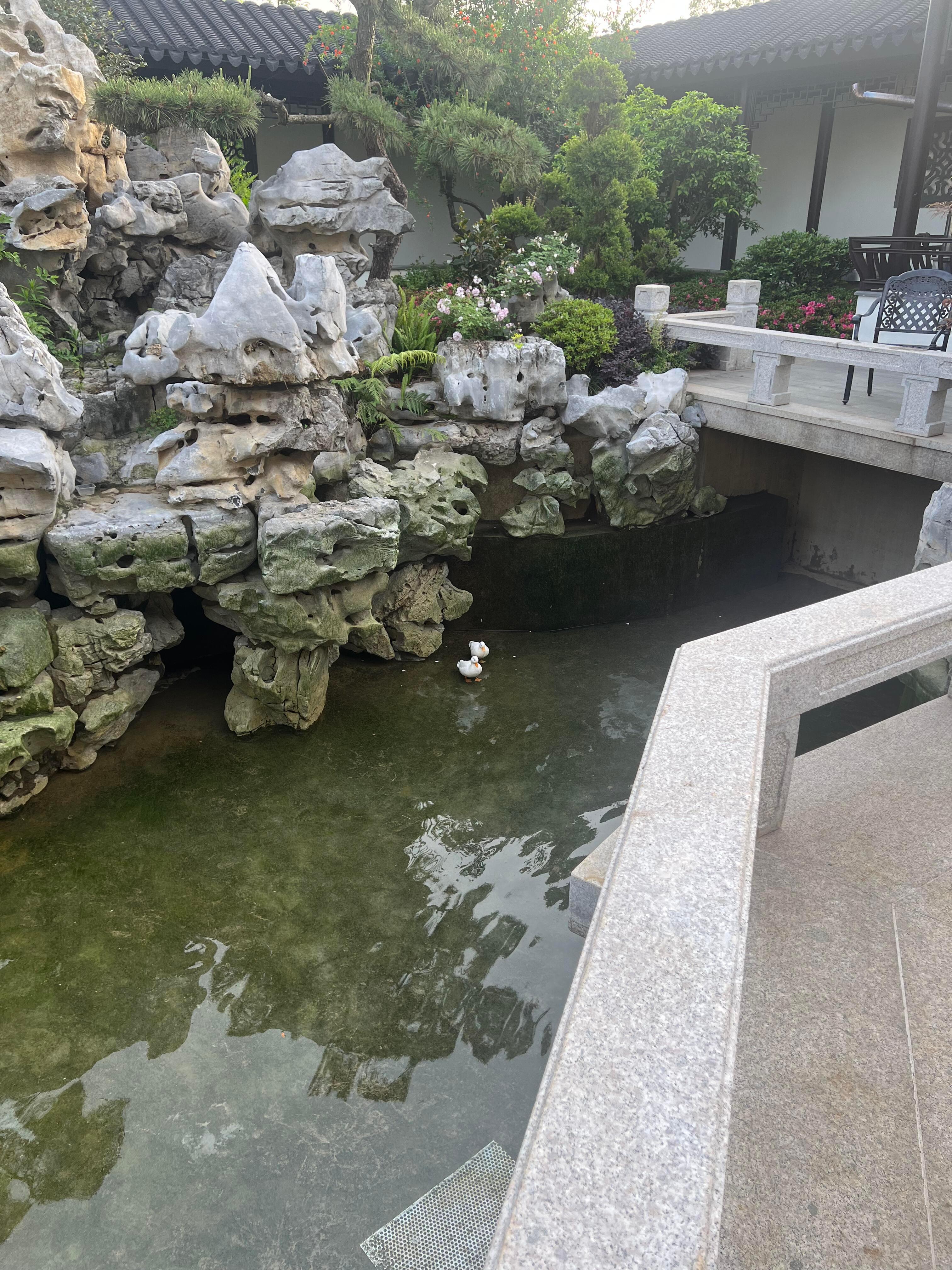 大扫除忘记通知家里的鸭子了 ​​​