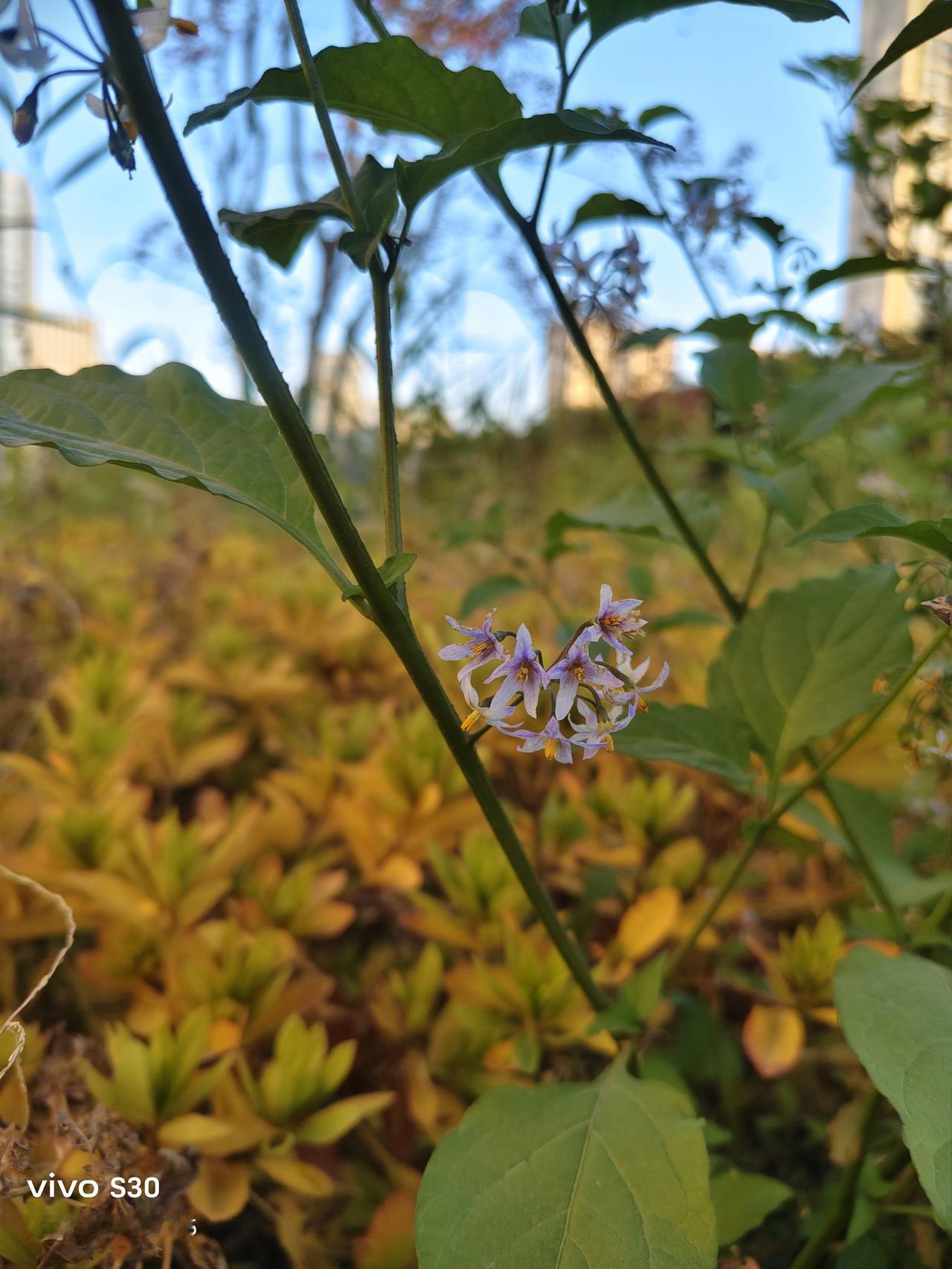吴三桂反李自成，原因那叫一个错综复杂。1644年3月，李自成攻入京城，崇祯皇帝自
