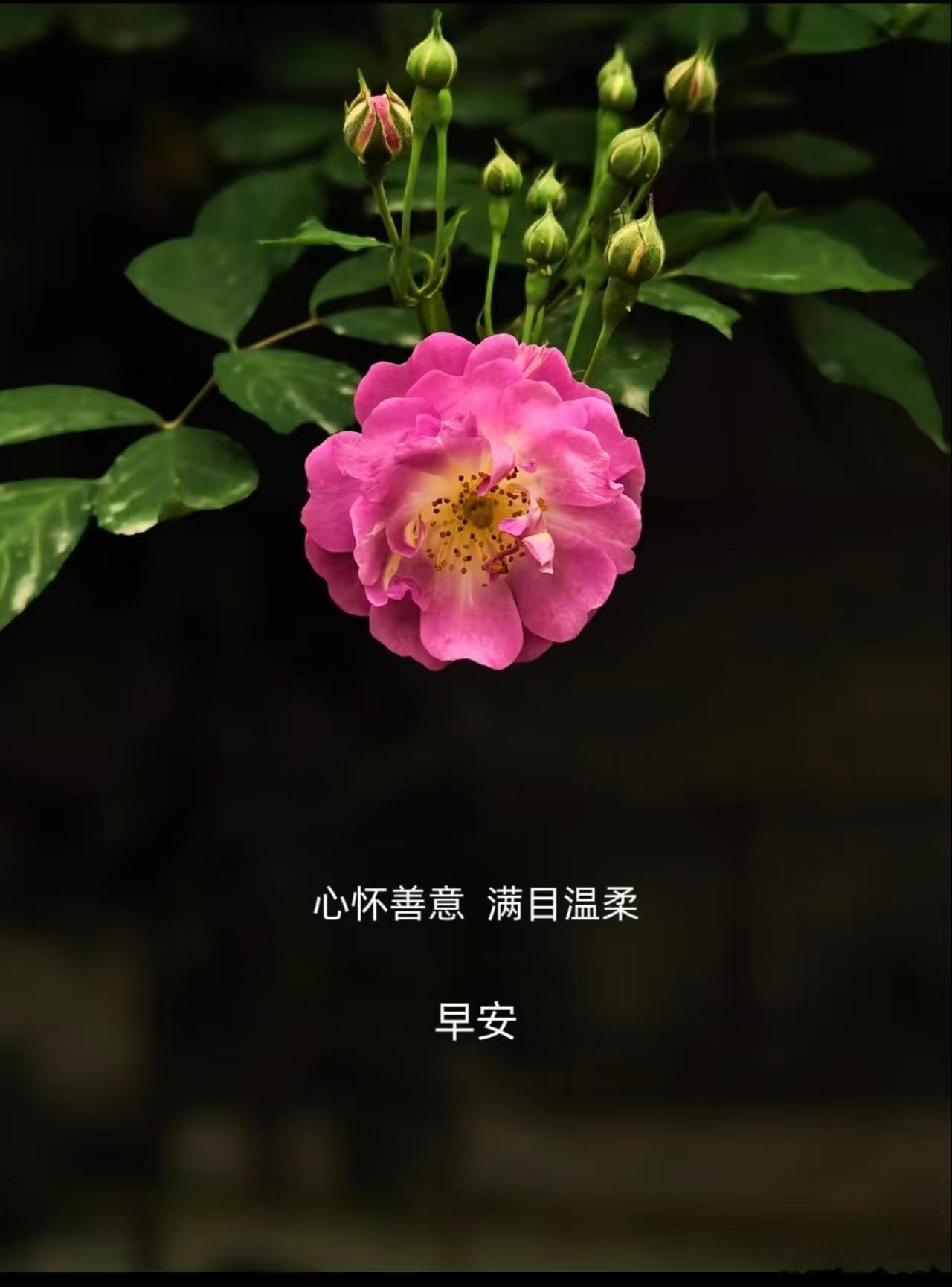 宽窄思语 在这纷繁喧嚣的世间，我们常被外界的纷扰牵引，心灵也因此沾染尘埃。其实，
