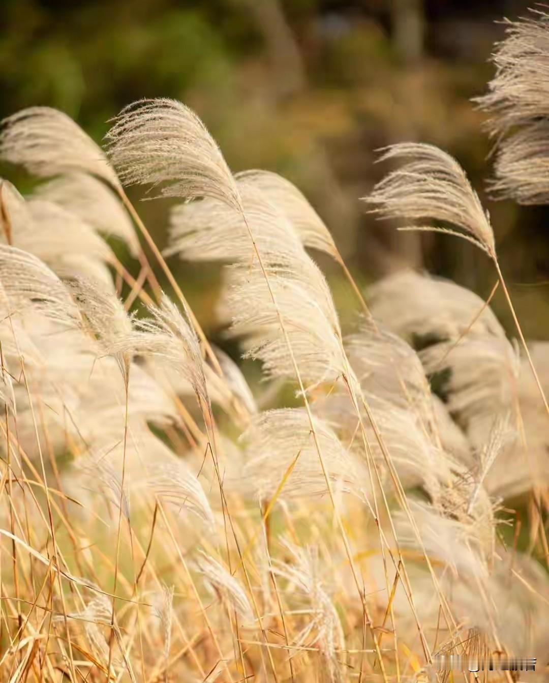 写给十一月

什么是你，美好的十一月
如果说金黄的落叶是你
璀璨的星空是你
沉静
