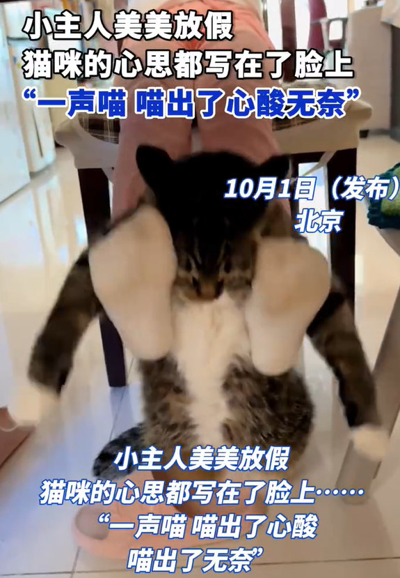 【小主人美美放假猫咪满脸无奈】10月1日（发布），北京，小主人美美放假，猫咪的心