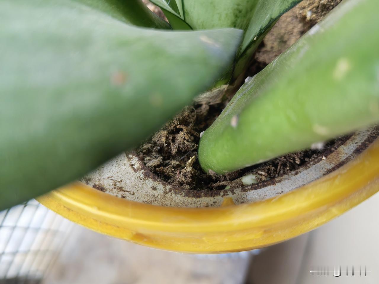 越来越喜欢我的阳台了，处处是生机。用奶粉罐种的一棵虎皮兰，现在又有两棵新芽，从奇