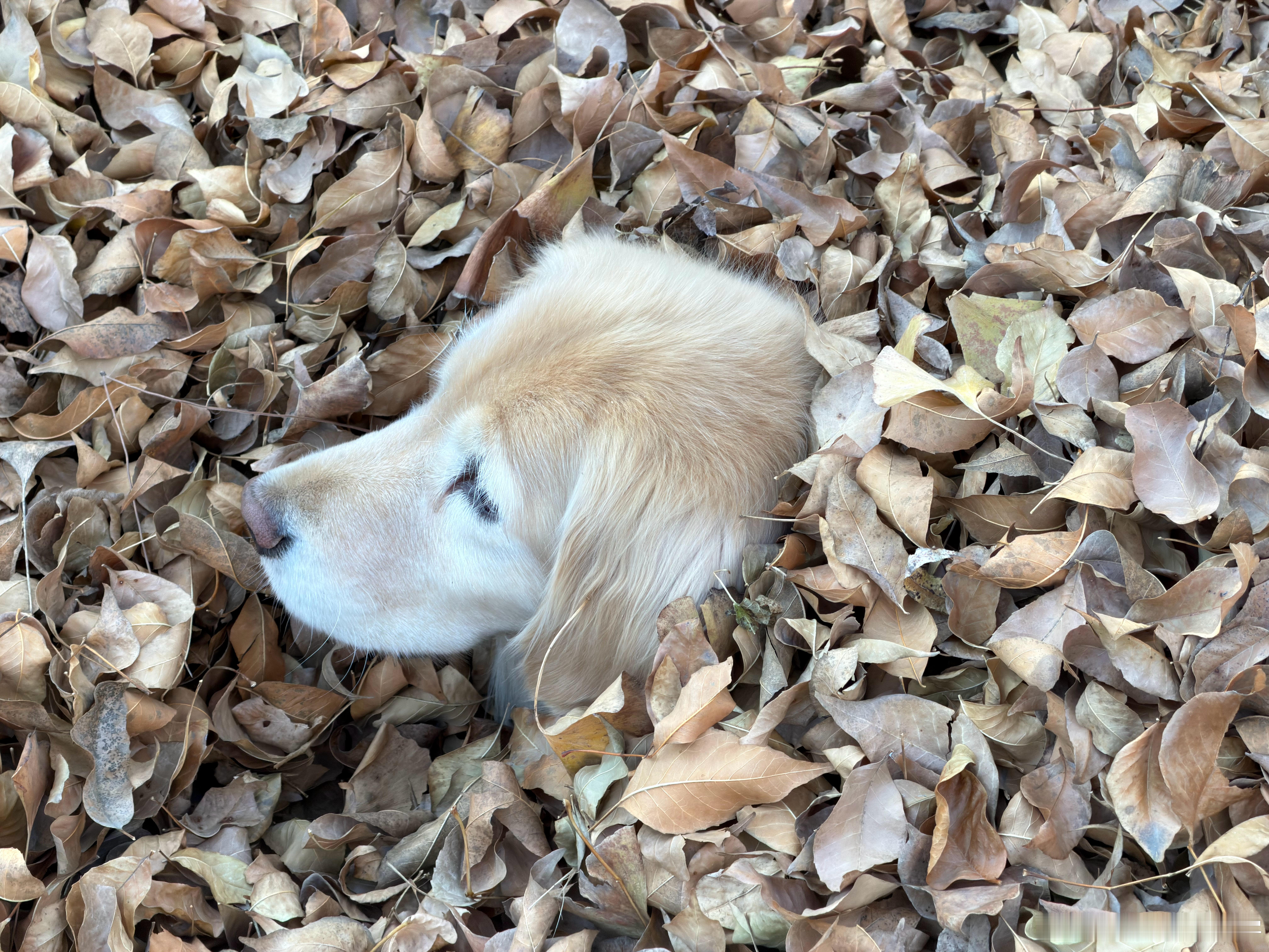 图二，有一只小狗请各位帮忙找一找，我找不到了它伪装的太好了 