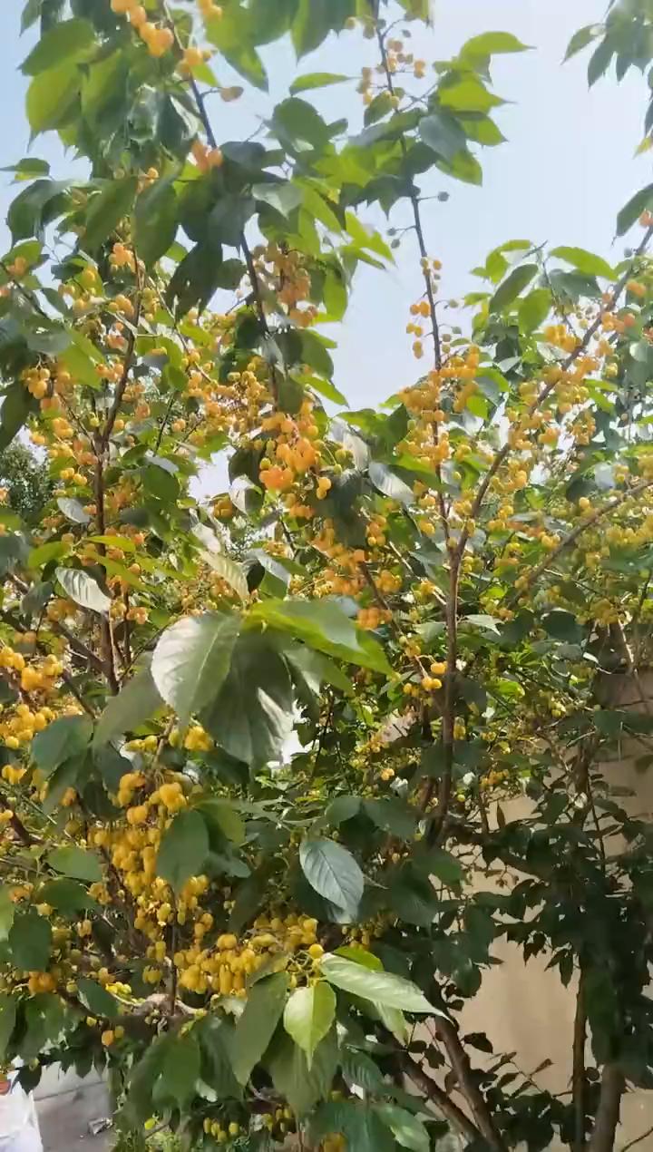 红彤彤的小樱桃好漂亮。