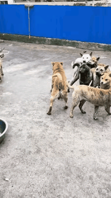 村里一家人靠养狗致富