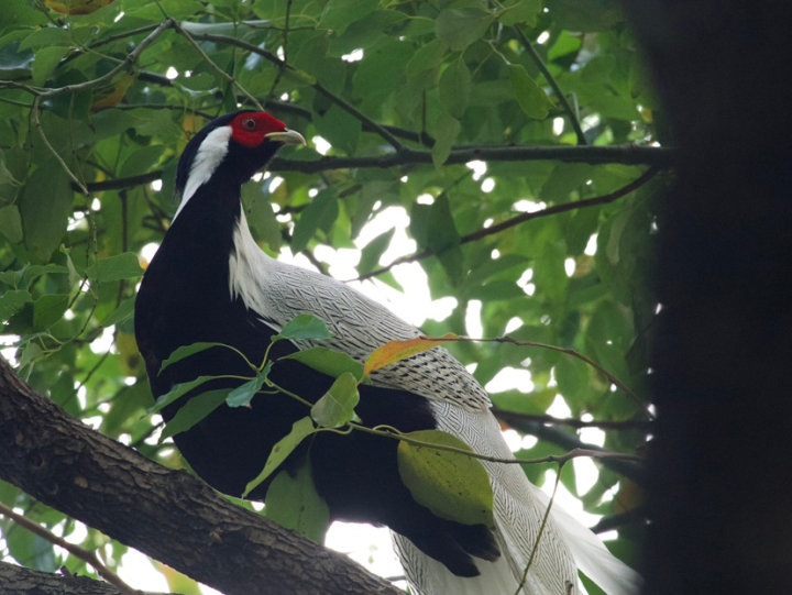 采荷芙蓉社区来了一只白色大鸟，“林中仙子”白鹇为什么出现在主城区？