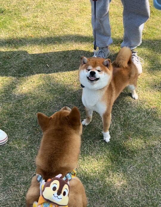 似兇非兇