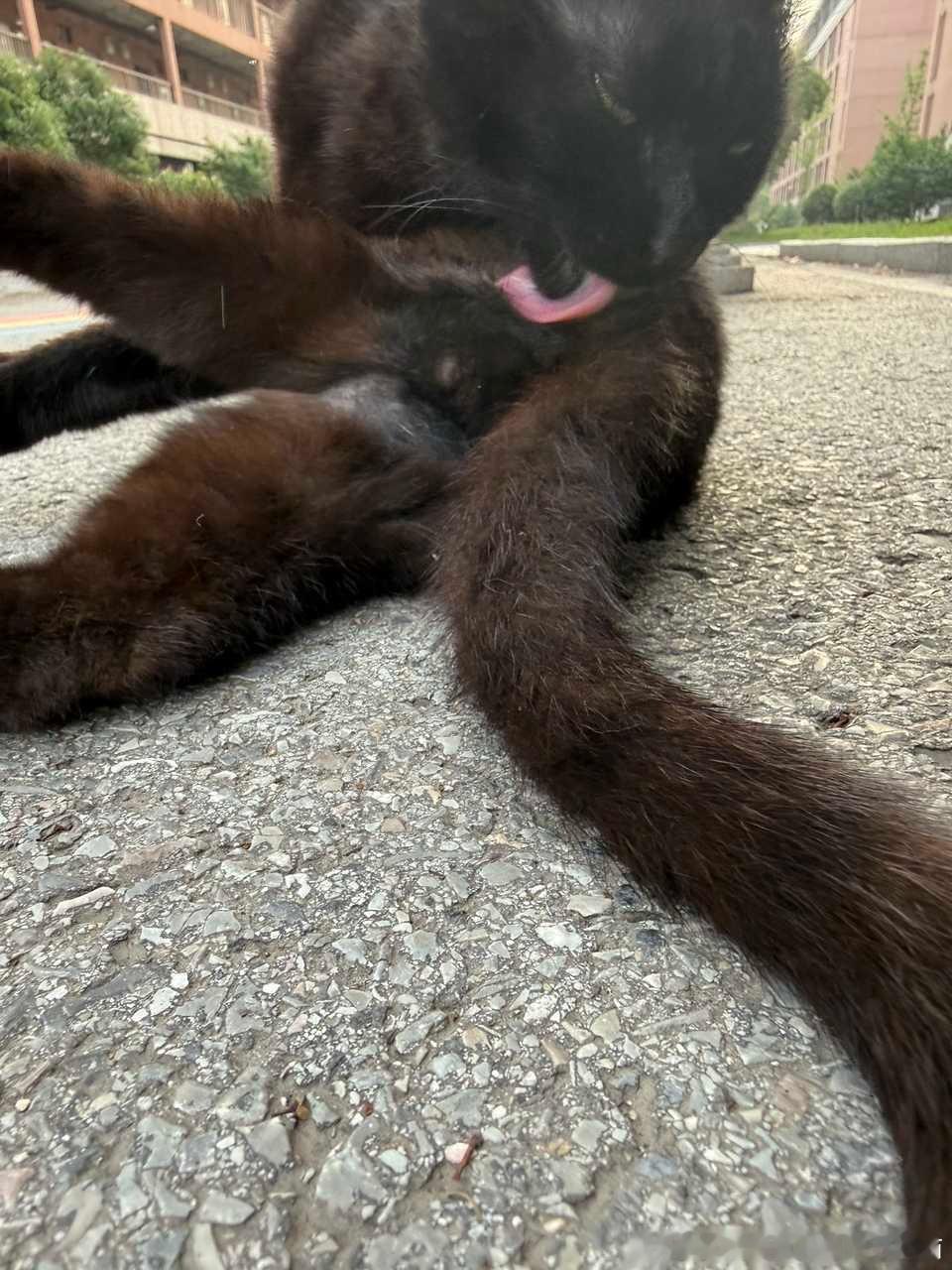 49602【丑猫】全世界倒数第一漂亮的小猫 