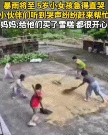 暴雨即将来临，5岁小女孩盯着晾晒的稻谷，急得眼泪直飙。她以为自己要被雨“打包带走