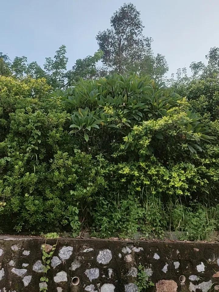 夏日随手拍绿荫，那可是生活中的小确幸。就像夏日绿荫写真，利用自然元素互动，摘片叶