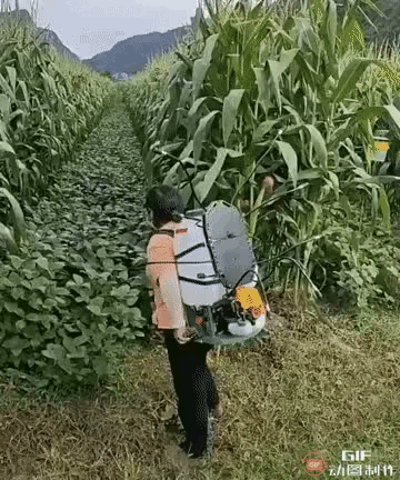 图1：这农药打的，是不是大半农药自己吸回去了？