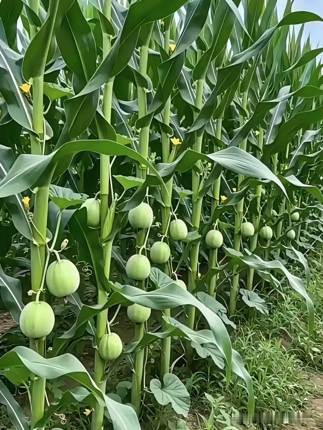 这个套种，收成不错吧