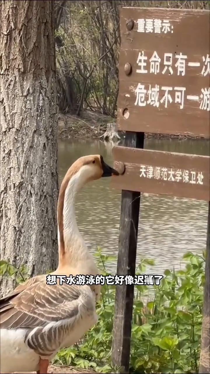 牌子是竖给人看的，人有没有看我不知道，这大鹅好像看懂了。生命只有一次，危域不可一
