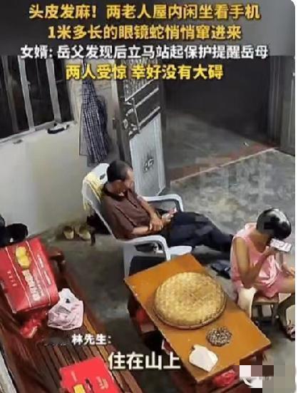 我的天！广东大爷在家玩手机，身后有动静还以为是老鼠，一回头居然是条1米多长的眼镜