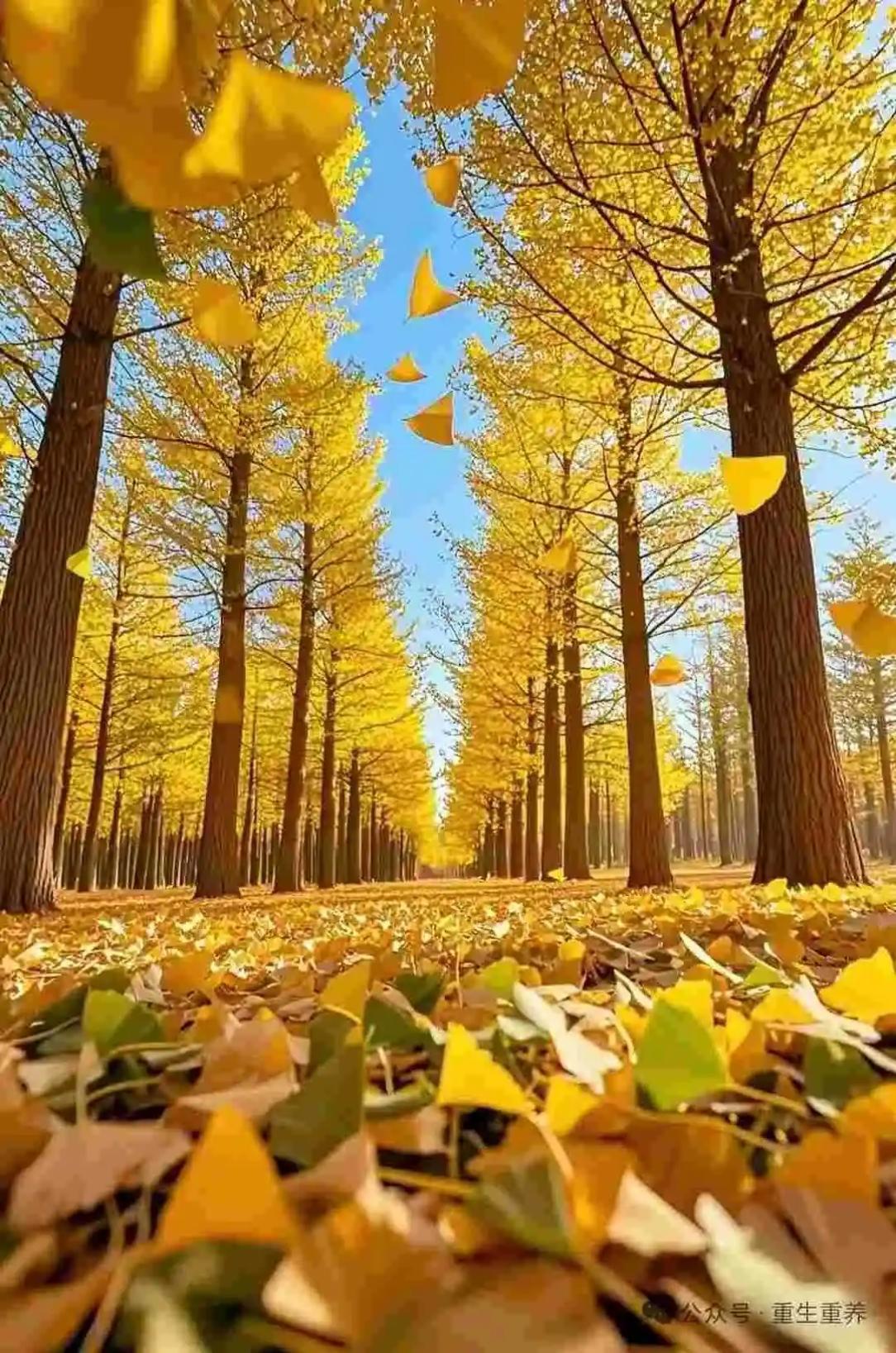 枫叶


不惧严冬孕雪中，
青葱夏日露娇容。
春归万里无人识，
一遇秋霜便走红。