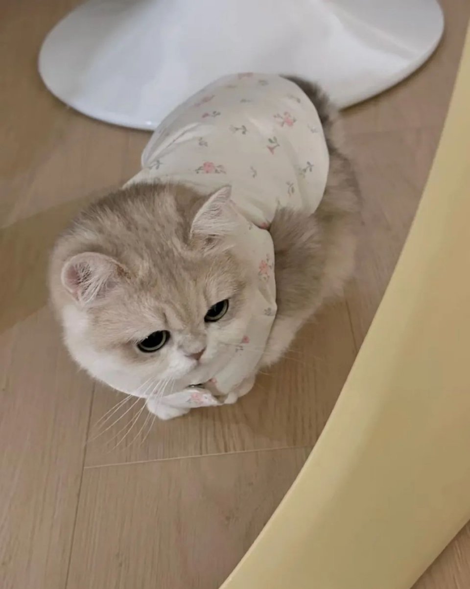 小短腿猫 