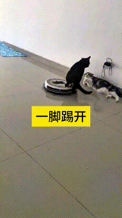看到这个视频，我当时就笑了。这黑猫正跟另一只猫对峙，吵得那叫一个认真。扫地机过来