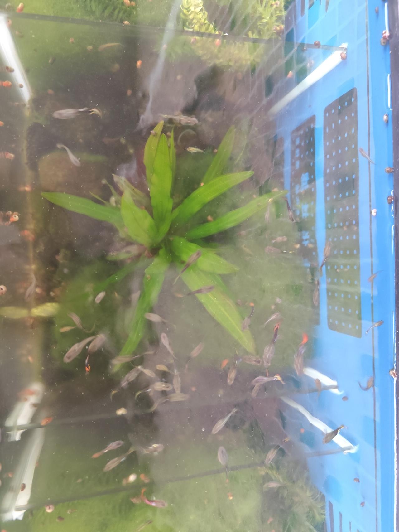 年前一时兴起买了几只孔雀鱼，没想到几个月过去，家里鱼缸都快被它们的后代给填满啦！