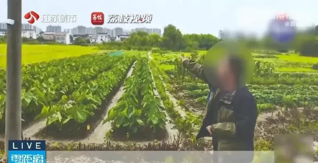 江苏一男子因偷7根豇豆入刑，听起来让人唏嘘，却又发人深省。50多岁的吴某以打零工