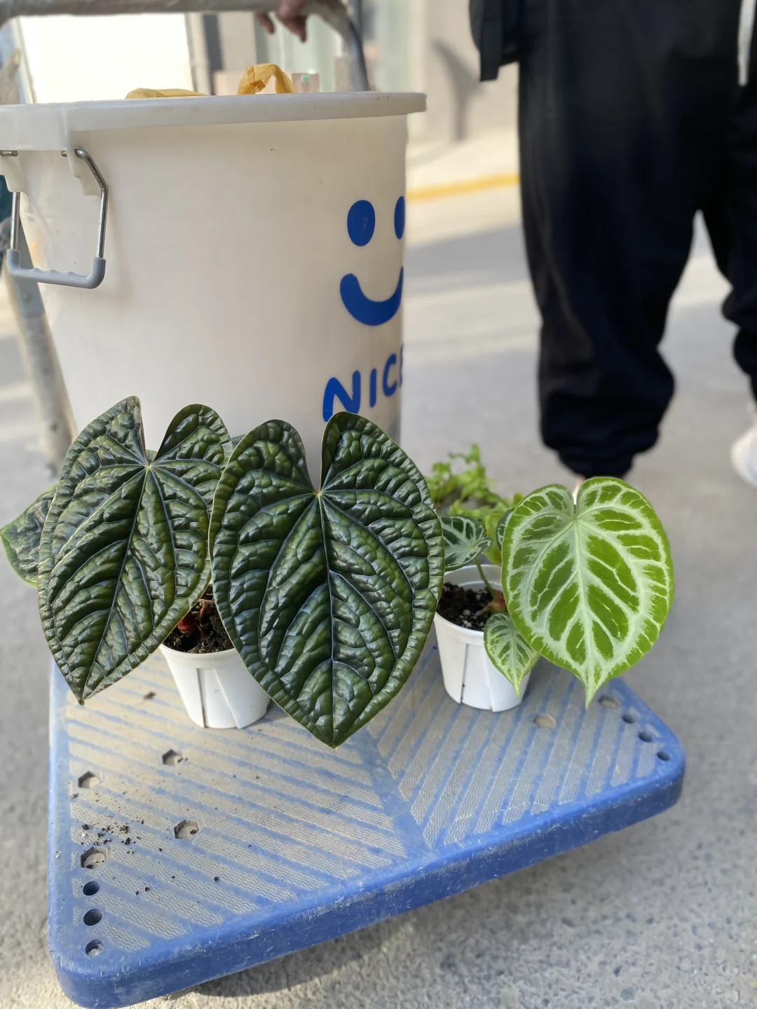 冬天到了以后，我的花烛们长的更好了呢