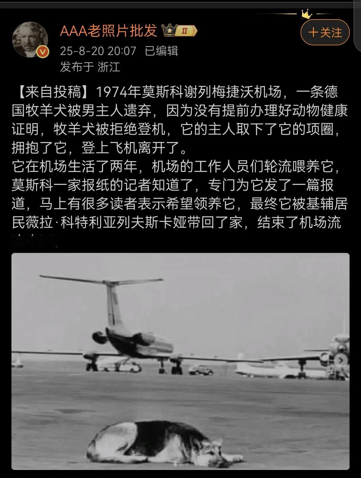 真是一条传奇的宠物狗！